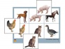 Лото "Домашние животные" (4 планшета, 24 карточки, цветные, ламинированные)